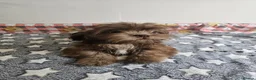 Shih Tzu dogs for sale: Chocolate/ Liver Shih Tzu Puppies - Advert 6