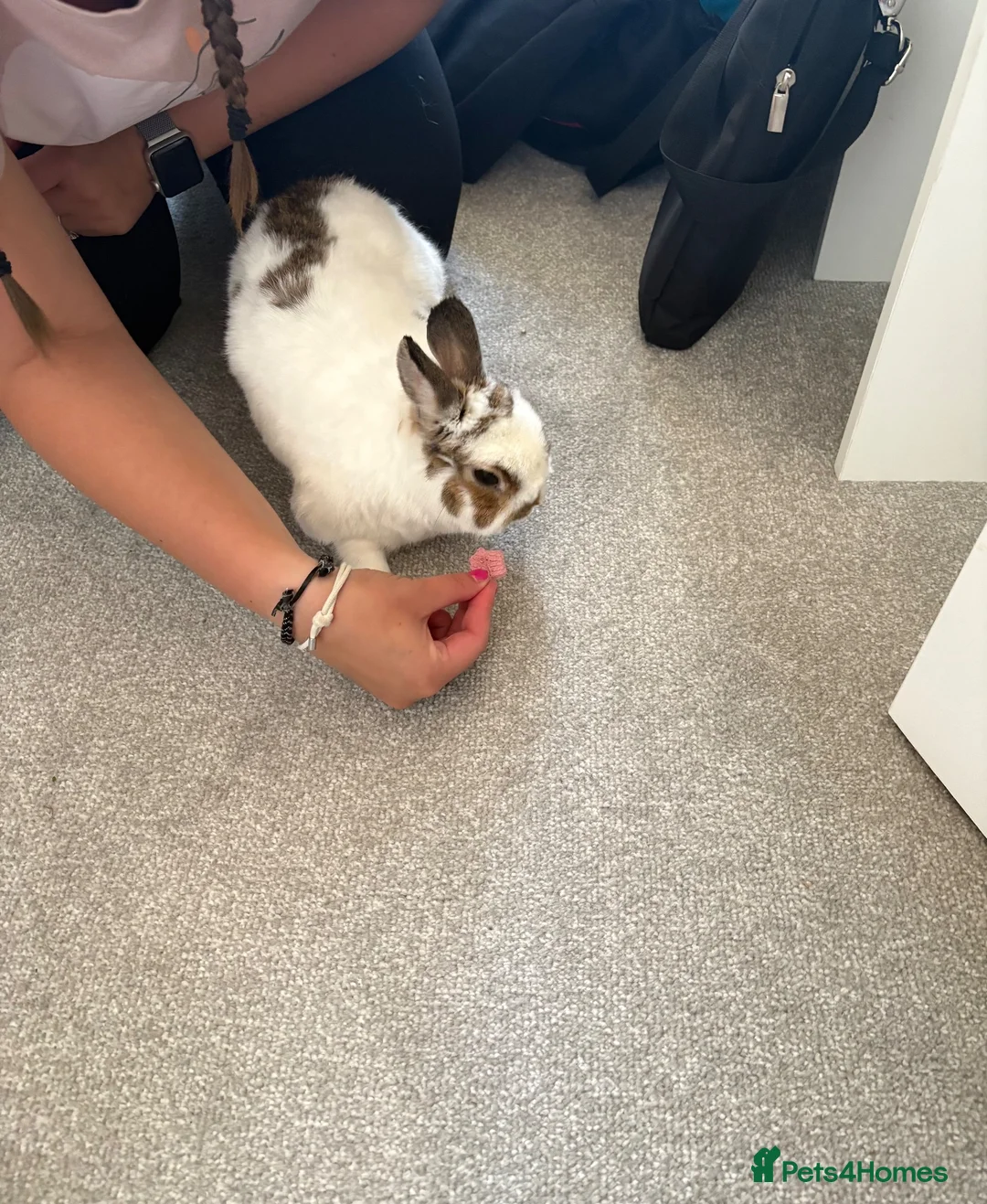 Netherland Dwarf rabbits for sale: Loving Netherland Dwarf Looking for Forever Home in Newark - Advert 6