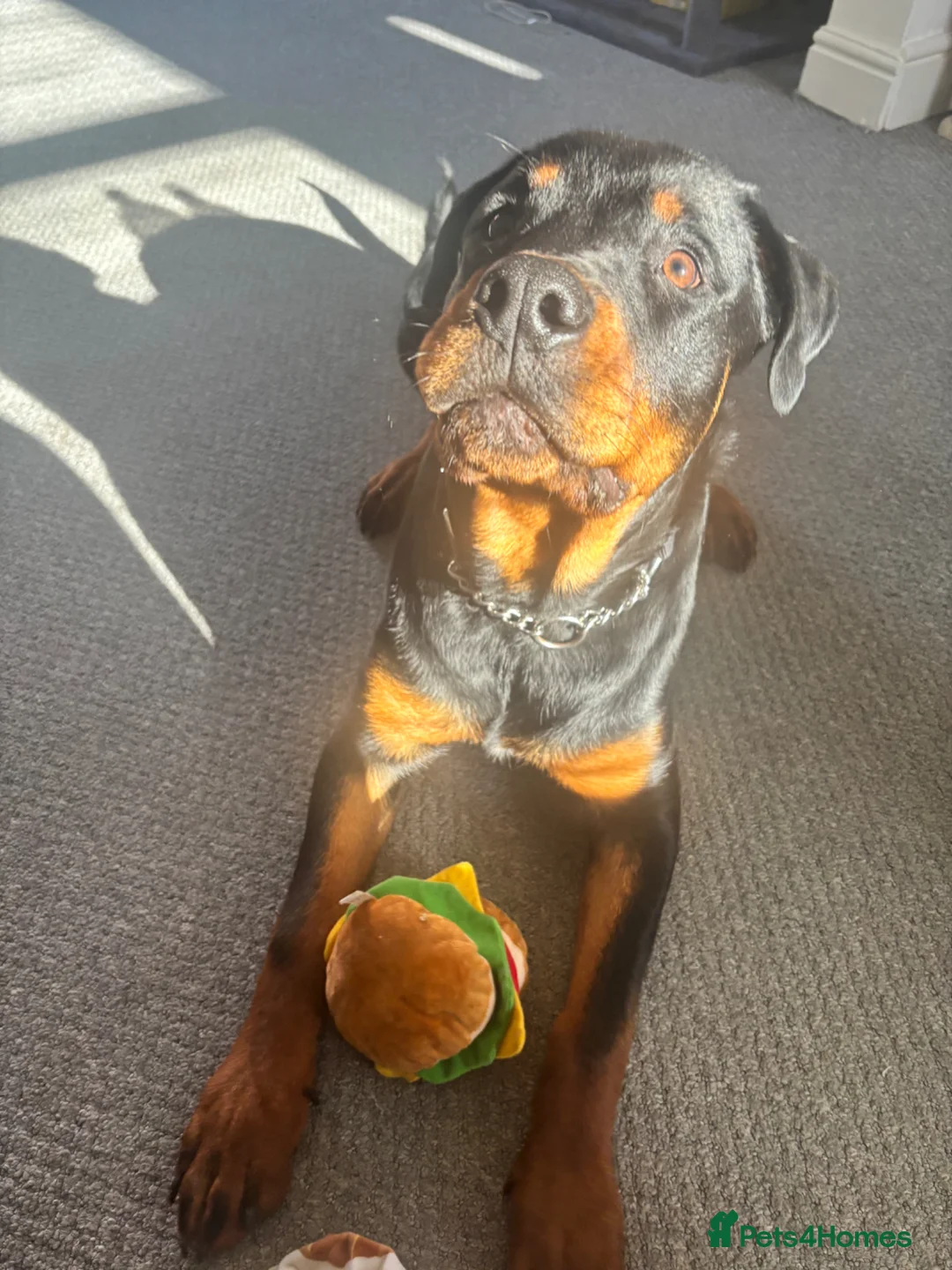 Rottweiler dogs for sale: Rottweiler puppy - male in Scarborough - Advert 4