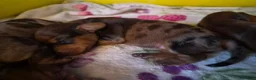 Miniature Dachshund dogs for sale: Miniature Dachshunds (short-haired) - Advert 13