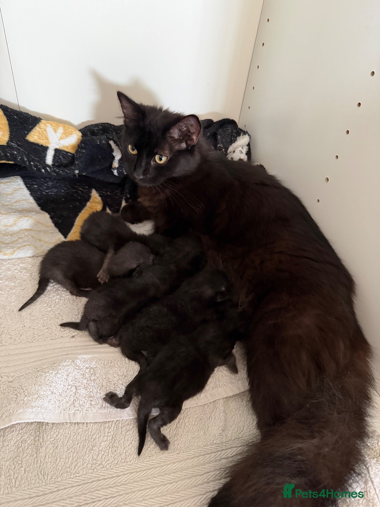 Mixed Breed cats Kittens for sale  - Advert 9