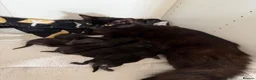 Mixed Breed cats for sale: Kittens for sale  - Advert 1