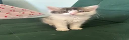 Siberian cats for sale:     Beautiful Siberian Cross Kittens - Advert 5