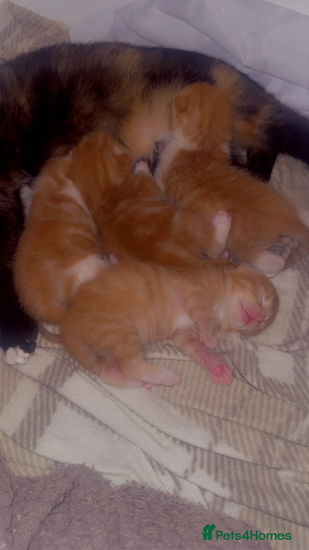 Mixed Breed cats for sale: Ginger boy kitten  - Advert 2