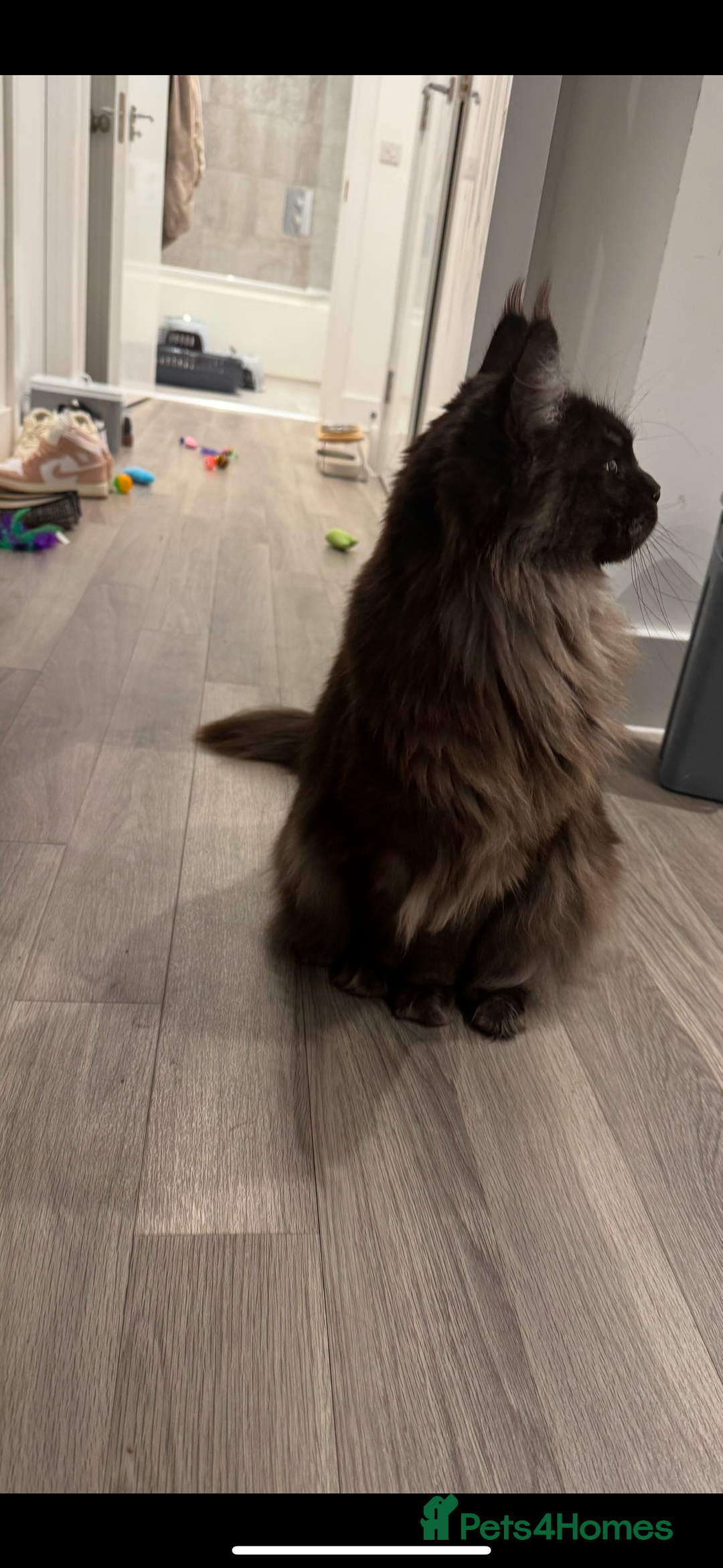 Maine Coon cats for sale: Maine coon female 2 years old  - Advert 2