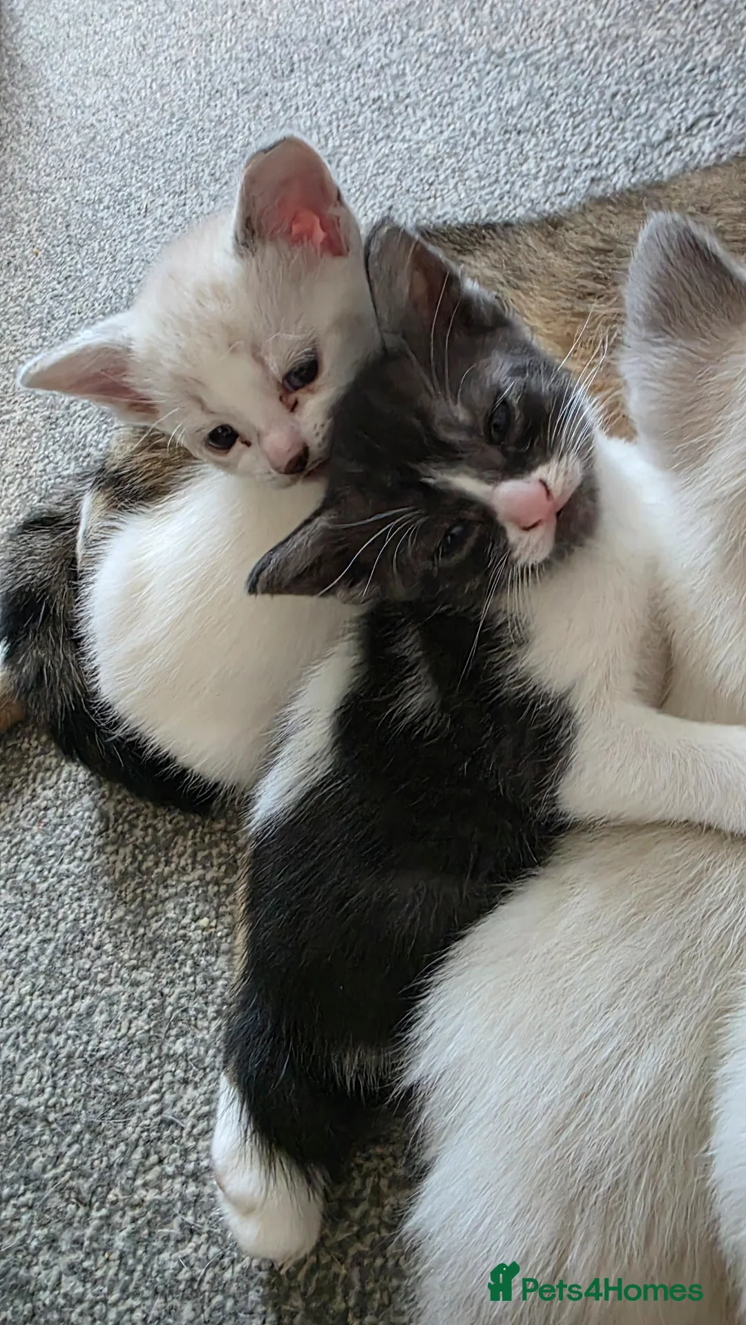 Egyptian Mau cats for sale: 2 beautiful Egyptian Mau kittens - Advert 8