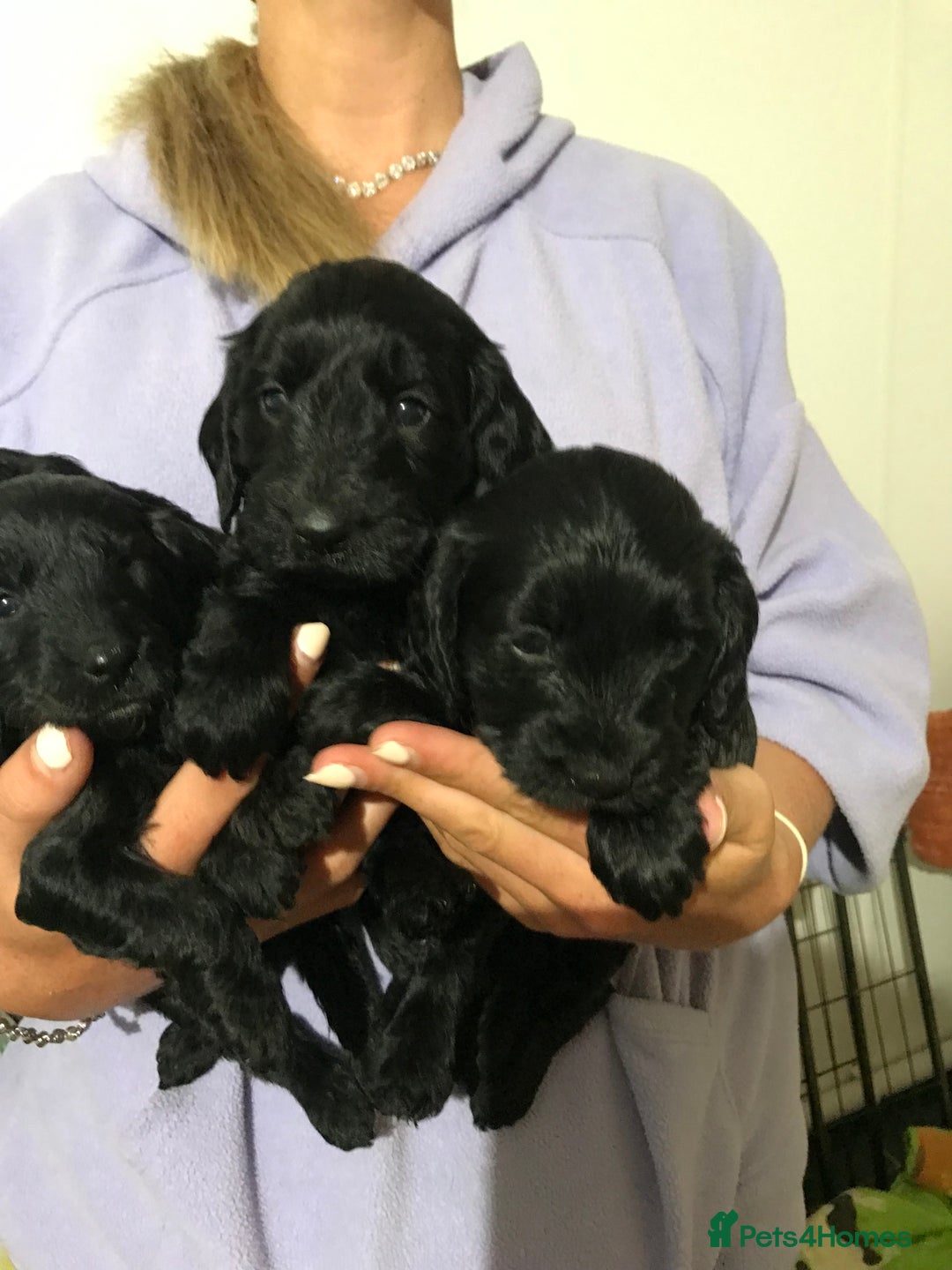 Cockapoo dogs for sale: Cockapoos puppies  - Image 3