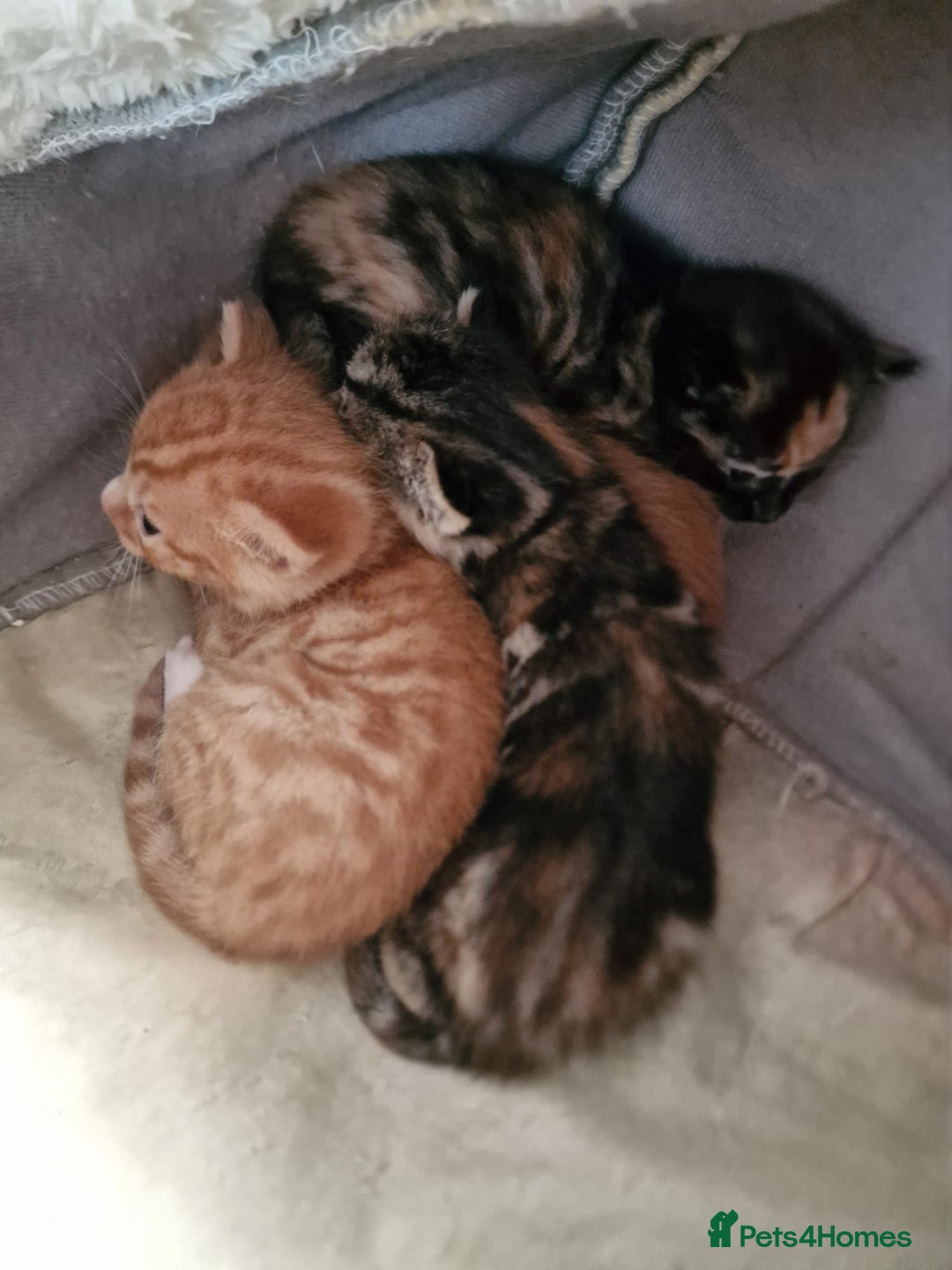 Mixed Breed cats for sale: Very special tortie and white girl - Advert 25