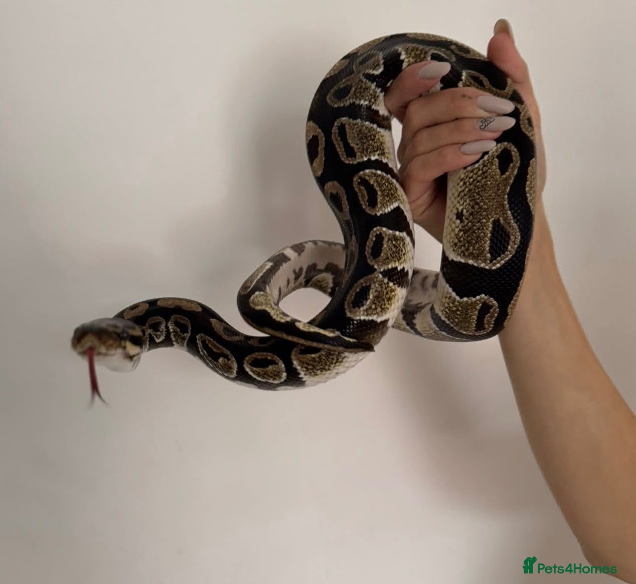Python Snake reptiles Ball python + full set up - Advert 1