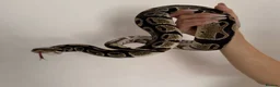 Python Snake reptiles for sale: Ball python + full set up - Advert 1