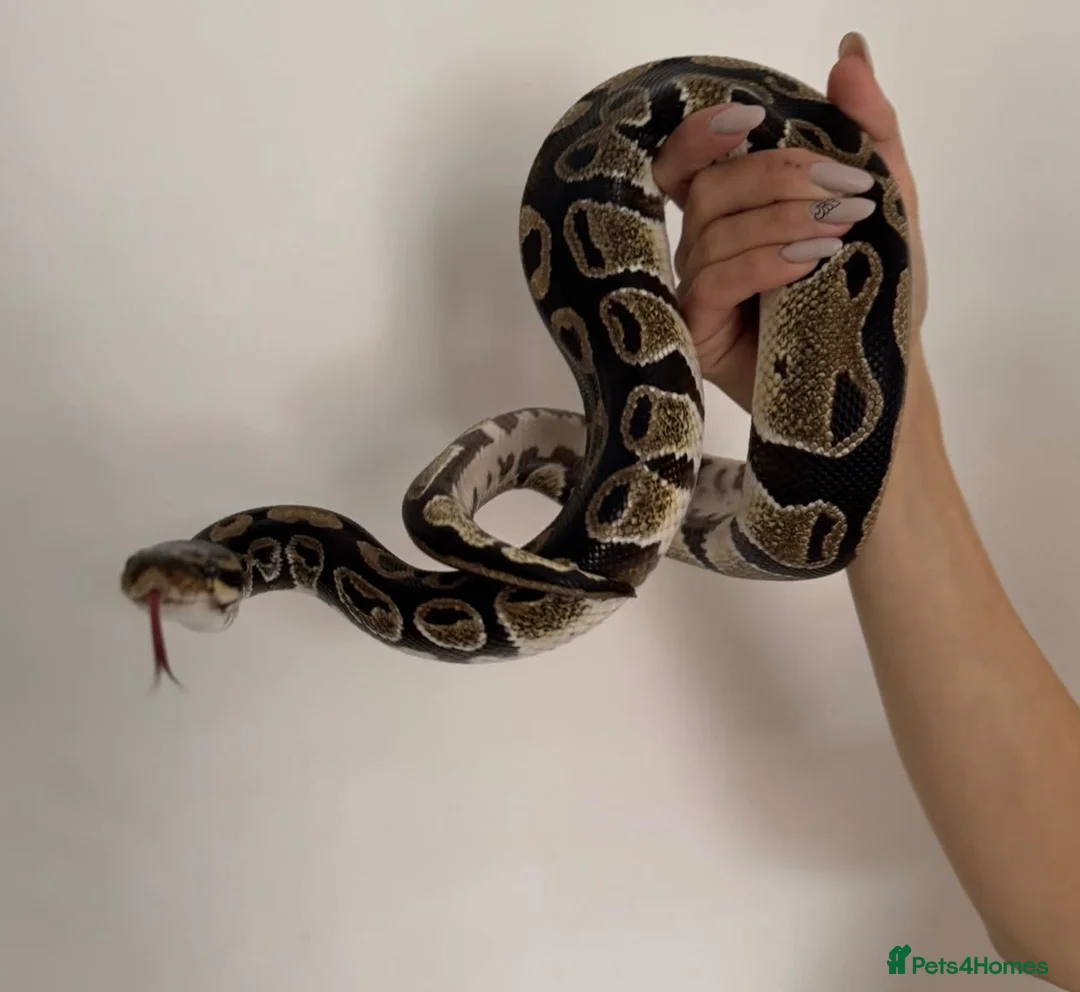 Python Snake reptiles for sale: Ball python + full set up - Advert 1