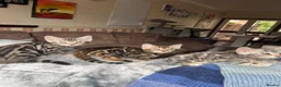 Bengal cats for sale: Bengal kittens  - Advert 16