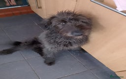 Mixed Breed dogs for sale: F1 huskypoo husky x standard poodle  in Stoke-on-Trent - Image 1