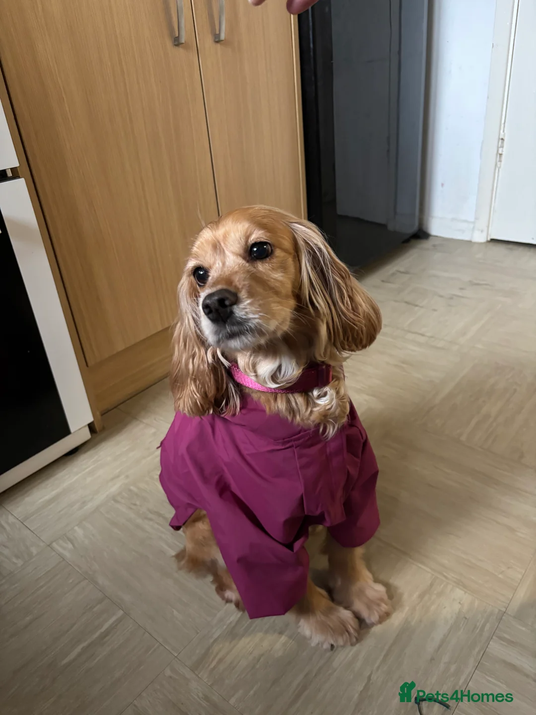 Cocker Spaniel dogs for sale: 4 year old cocker spaniel female - Advert 3