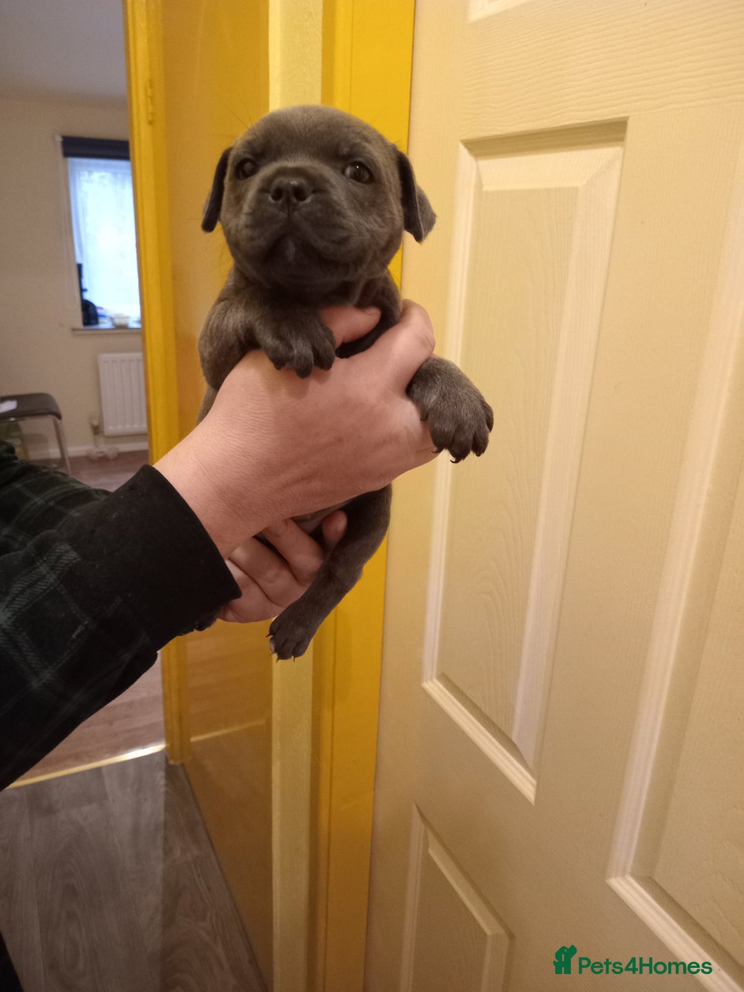 Staffordshire Bull Terrier dogs for sale: Kc Registered staff bull terrier blue  brindle  - Image 5