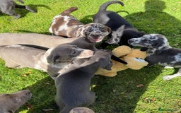 Labrador Retriever dogs for sale: Gorgeous Rare Labrador Retriever Pups  - Image 20