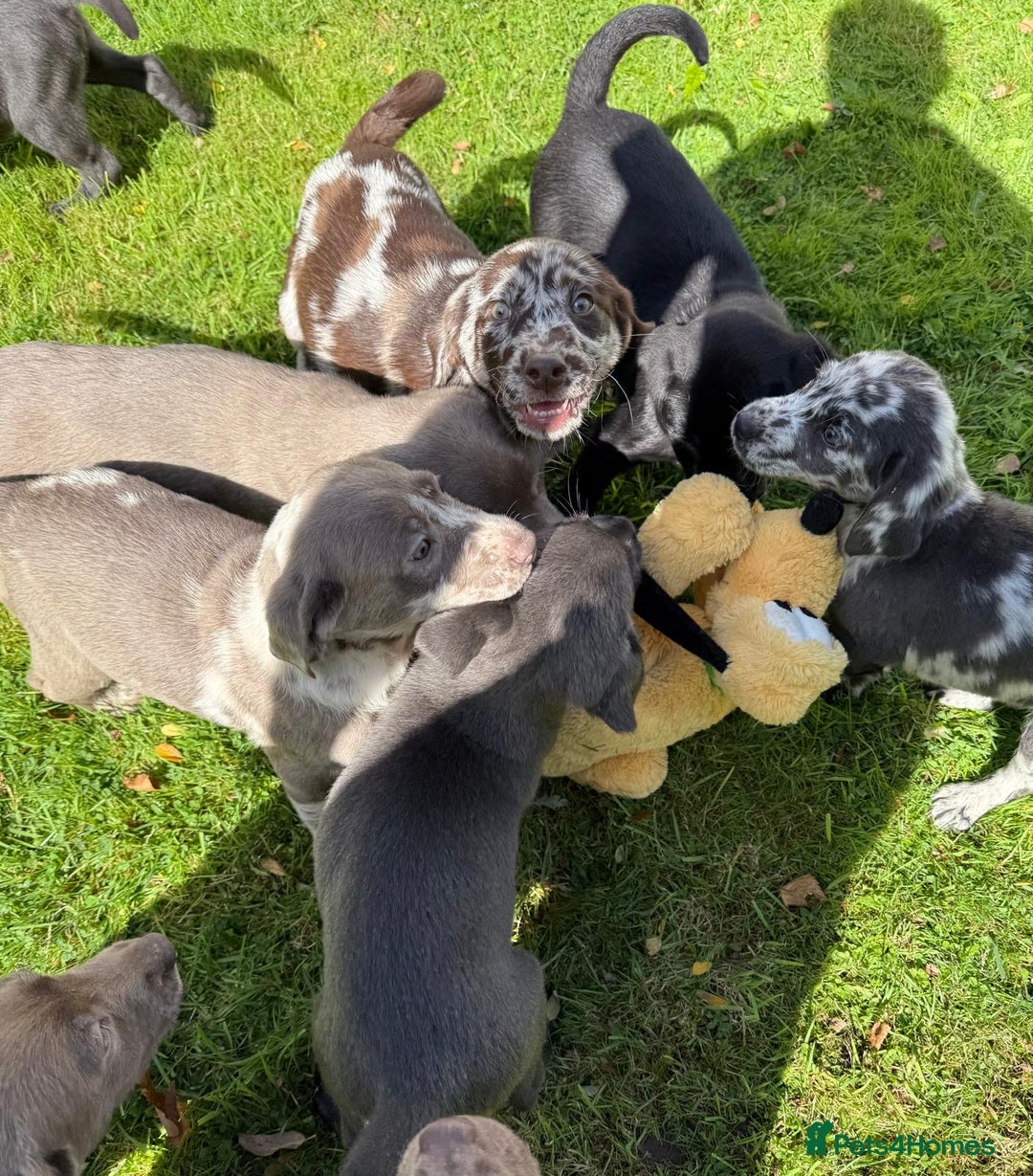Labrador Retriever dogs for sale: Gorgeous Rare Labrador Retriever Pups  - Image 20