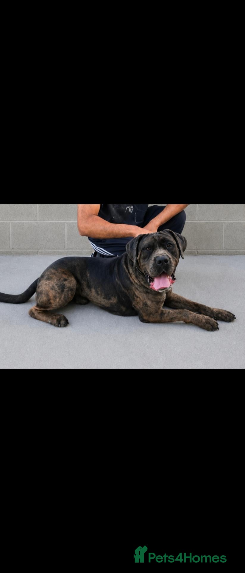 Cane Corso dogs Cane Corso Bandog Mastiff For Sale  - Advert 1