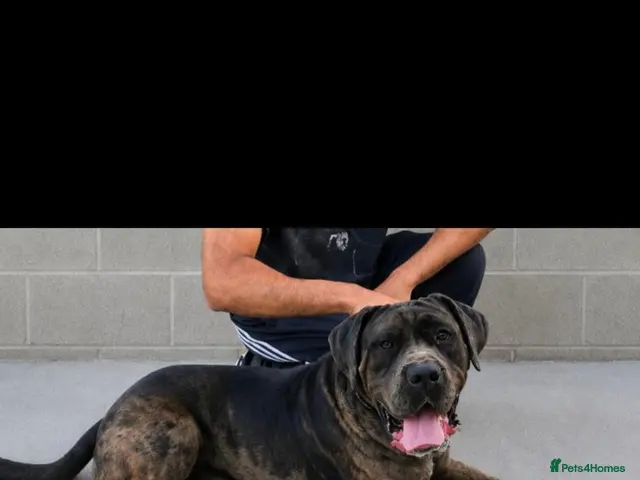 Cane Corso dogs for sale: Cane Corso Bandog Mastiff For Sale - Advert 1
