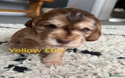 Cocker Spaniel dogs for sale: Cocker Spaniel Pups, KC, Health Tested, Champ Line - Image 4