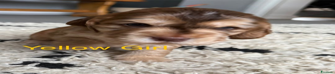 Cocker Spaniel Puppy 4
