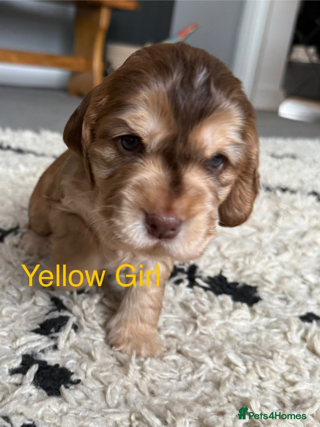 Cocker Spaniel dogs for sale: Cocker Spaniel Pups, KC, Health Tested, Champ Line - Image 4