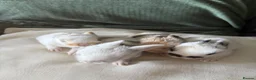 Mixed Breed rabbits for sale: 9x MINI LION LOP BUNNIES READY SEPTEMBER  - Advert 10