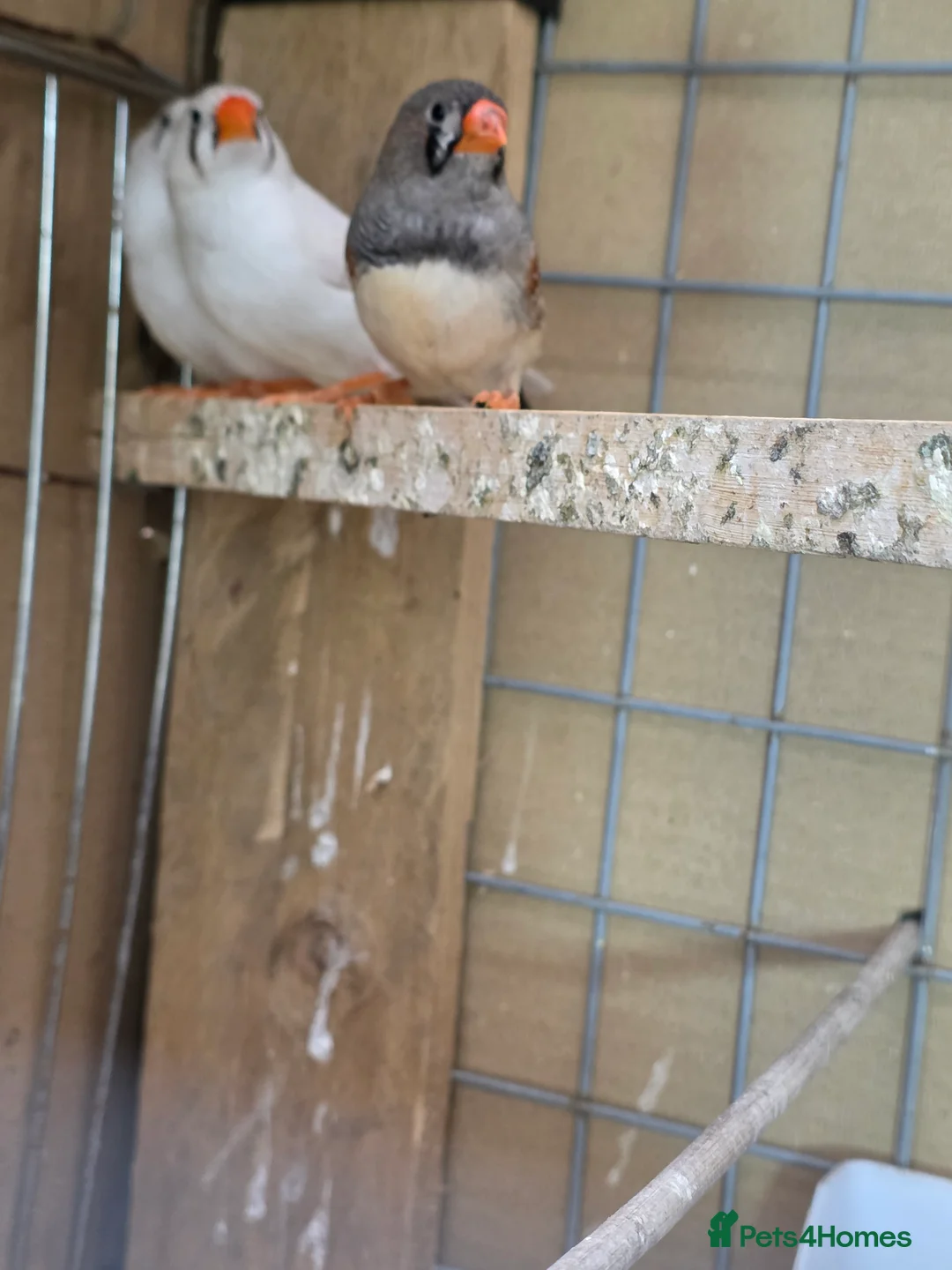 Finches birds for sale: Zebra Finch  - Advert 8