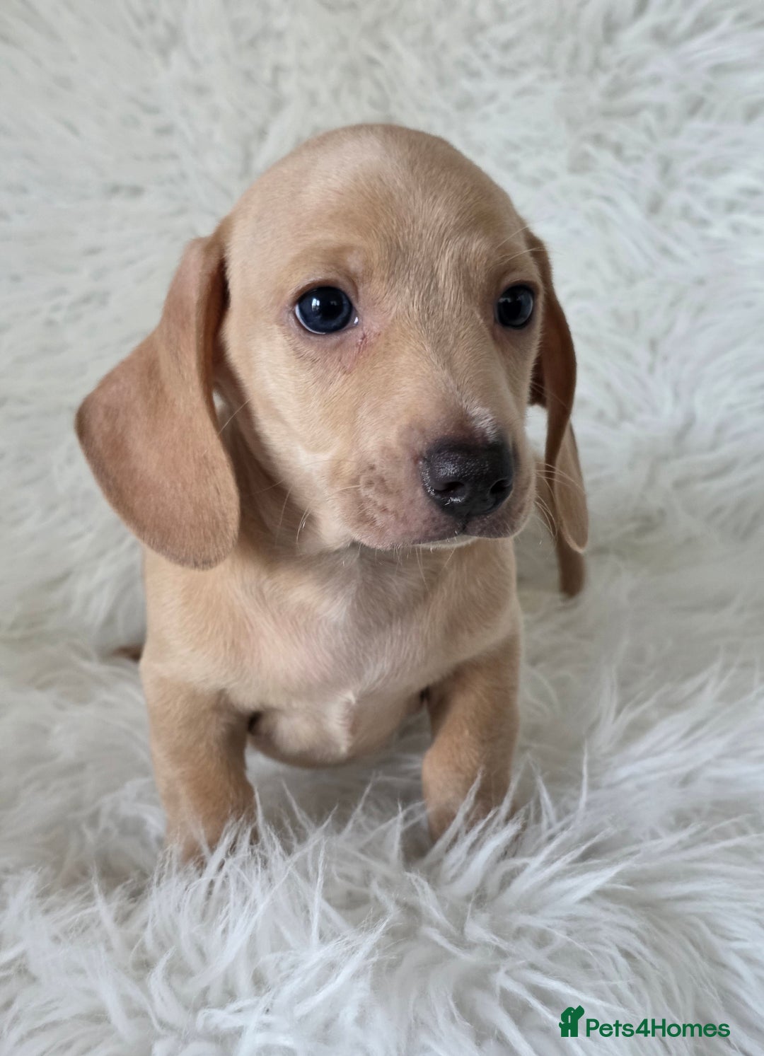 Miniature Dachshund dogs for sale: KC reg, gorgeous litter.5* Licensed. READY NOW  - Advert 15