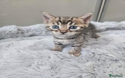 Bengal cats for sale: Lovely bengal kittens(Tica reg.)😍 - Image 2