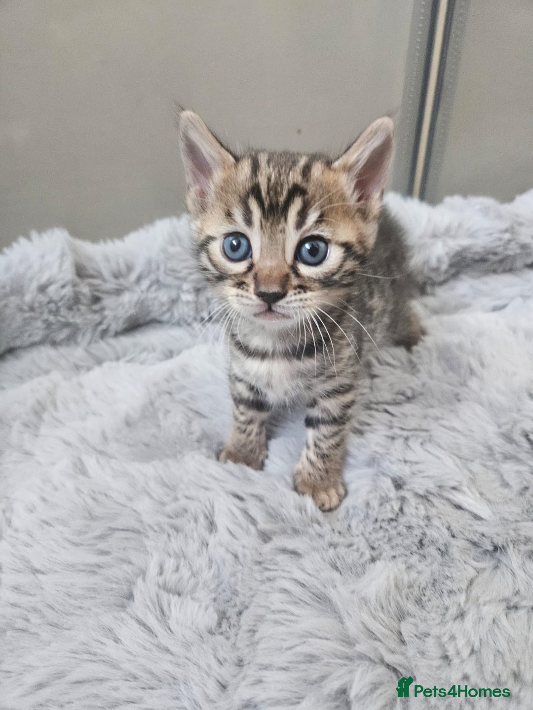 Bengal cats for sale: Lovely bengal kittens(Tica reg.)😍 - Image 2