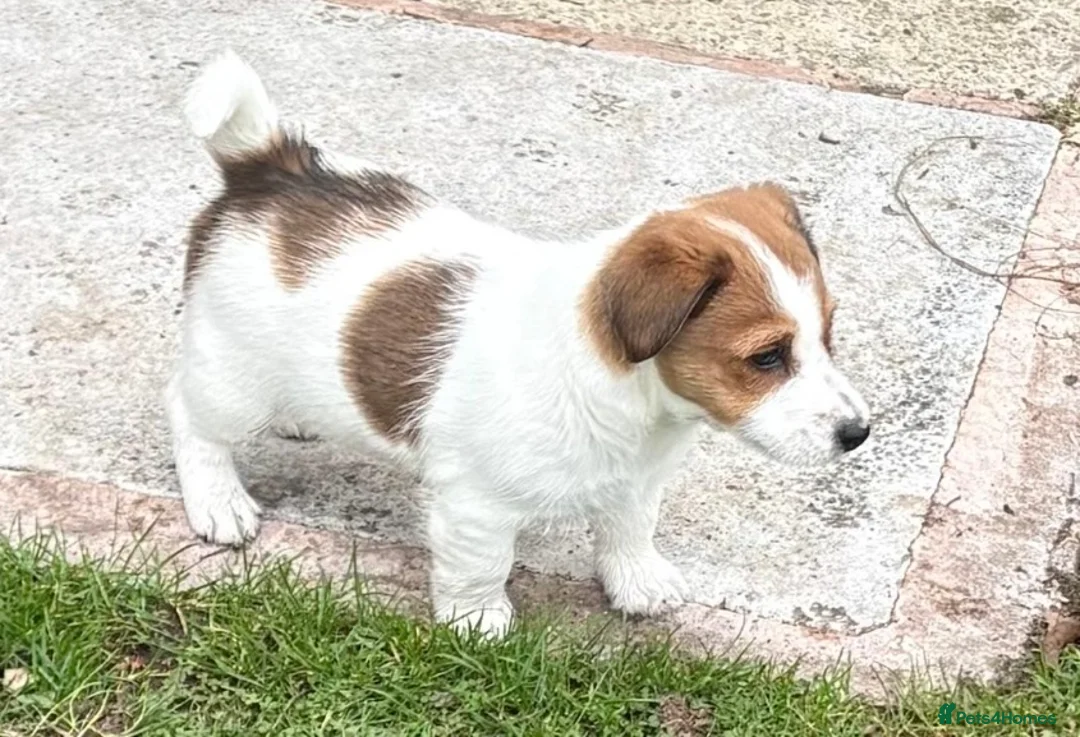 Jack Russell dogs for sale: Pedigree Jack Russell Dog Puppy  in Market Drayton - Advert 2