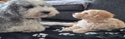 Sheepadoodle dogs for sale: Sheepadoodles in Ashford - Advert 12