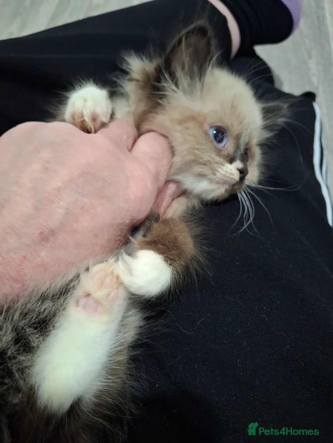 Ragdoll cats for sale: Absolutely Beautiful Seal Point Ragdoll Kitten - Advert 2