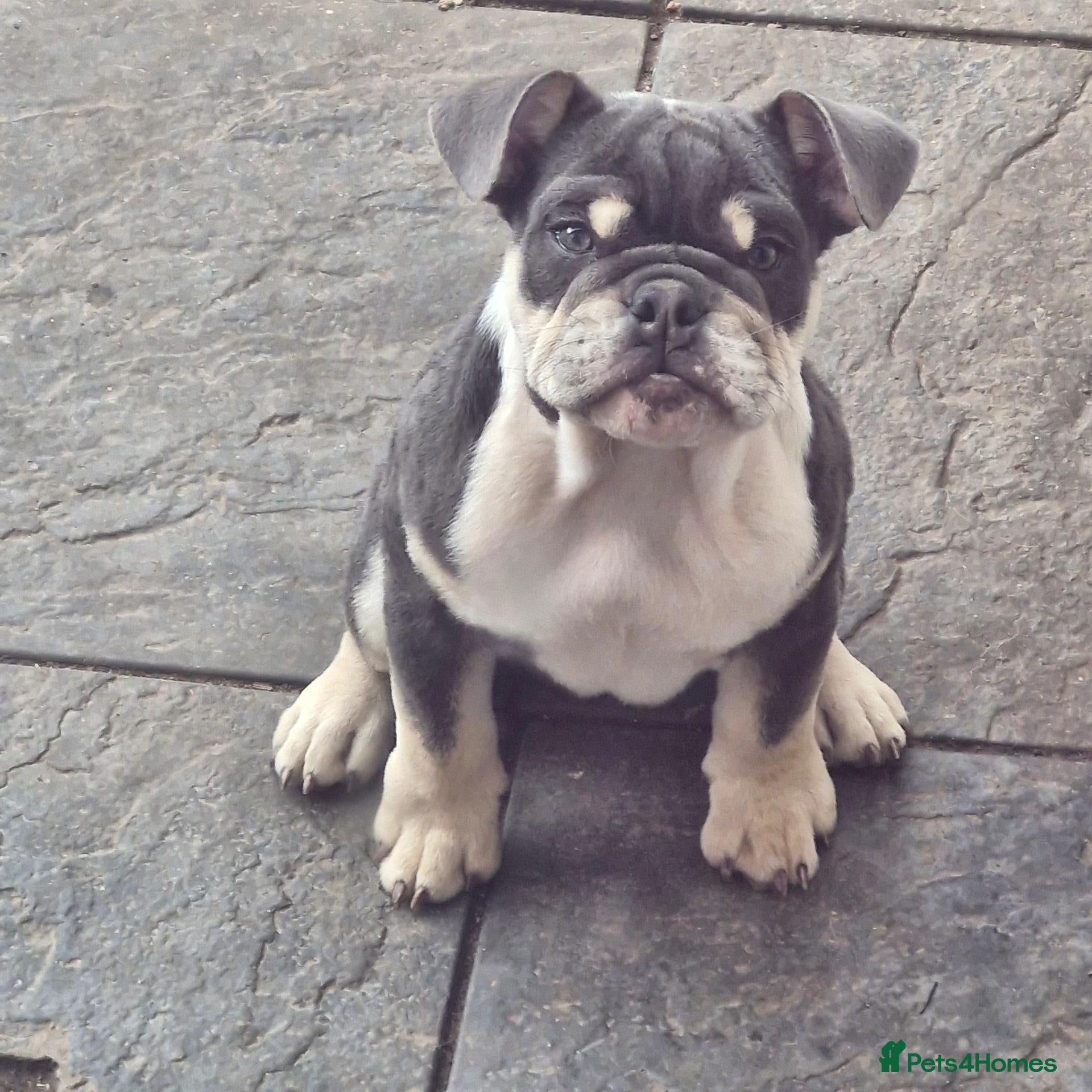 English Bulldog dogs 1 GIRL LEFT  KC REG BLUE TRI ENGLISH BULLDOG  - Advert 1