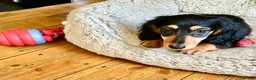 Miniature Dachshund dogs for sale: KC reg mini longhaired dachshund pups 1 girl2xboys - Advert 10