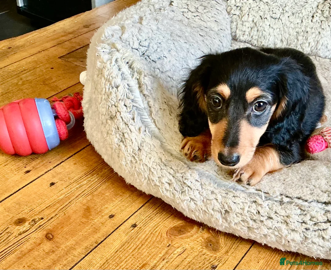 Miniature Dachshund dogs for sale: KC reg mini longhaired dachshund pups 1 girl2xboys - Advert 10