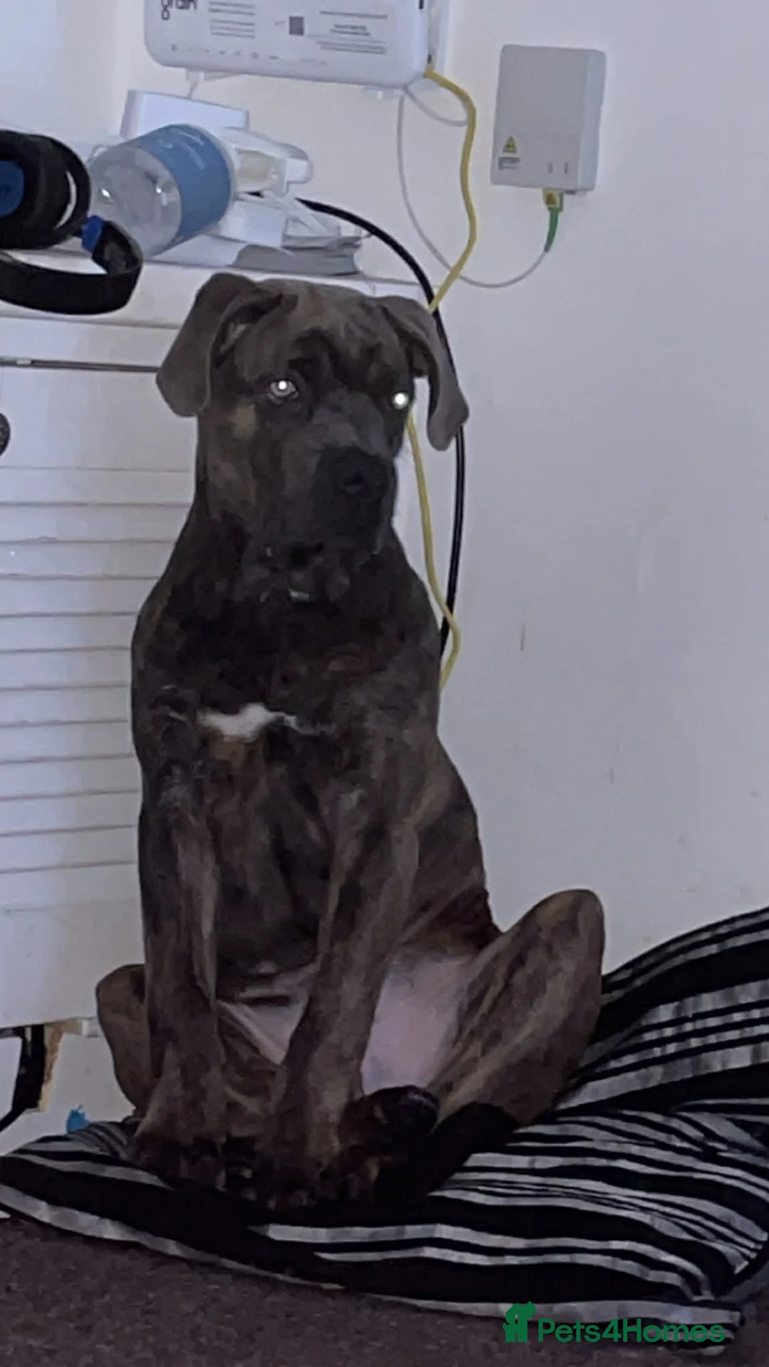 Cane Corso dogs for sale: 8 month old cane corso - Advert 2