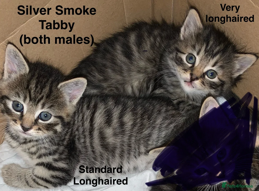 Turkish Angora cats for sale: 5 Turkish Angora kittens - 3 Girls/2 boys - Advert 2