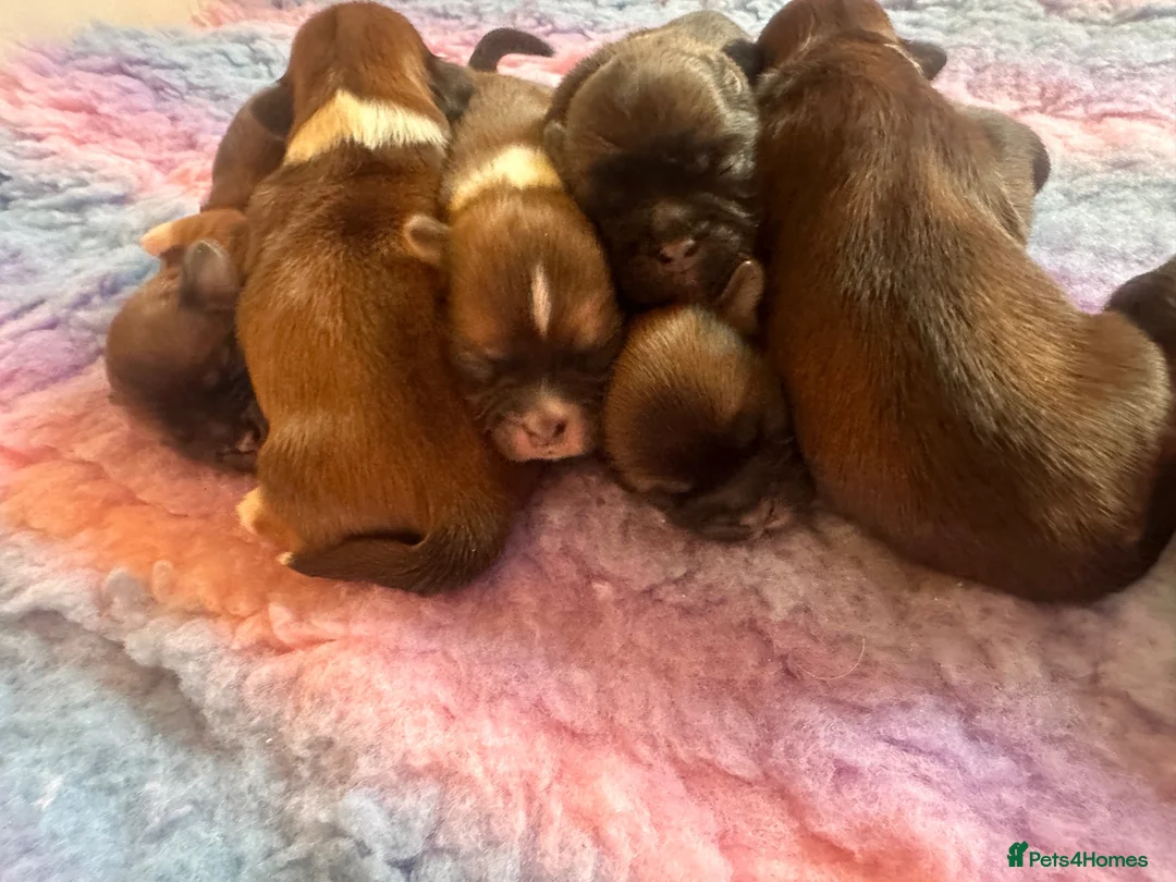 Lhasa Apso dogs for sale: KC Registered Lhasa Puppies  - Advert 2