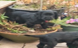 Cocker Spaniel dogs for sale: Black Cocker Spaniel Puppies - Image 6