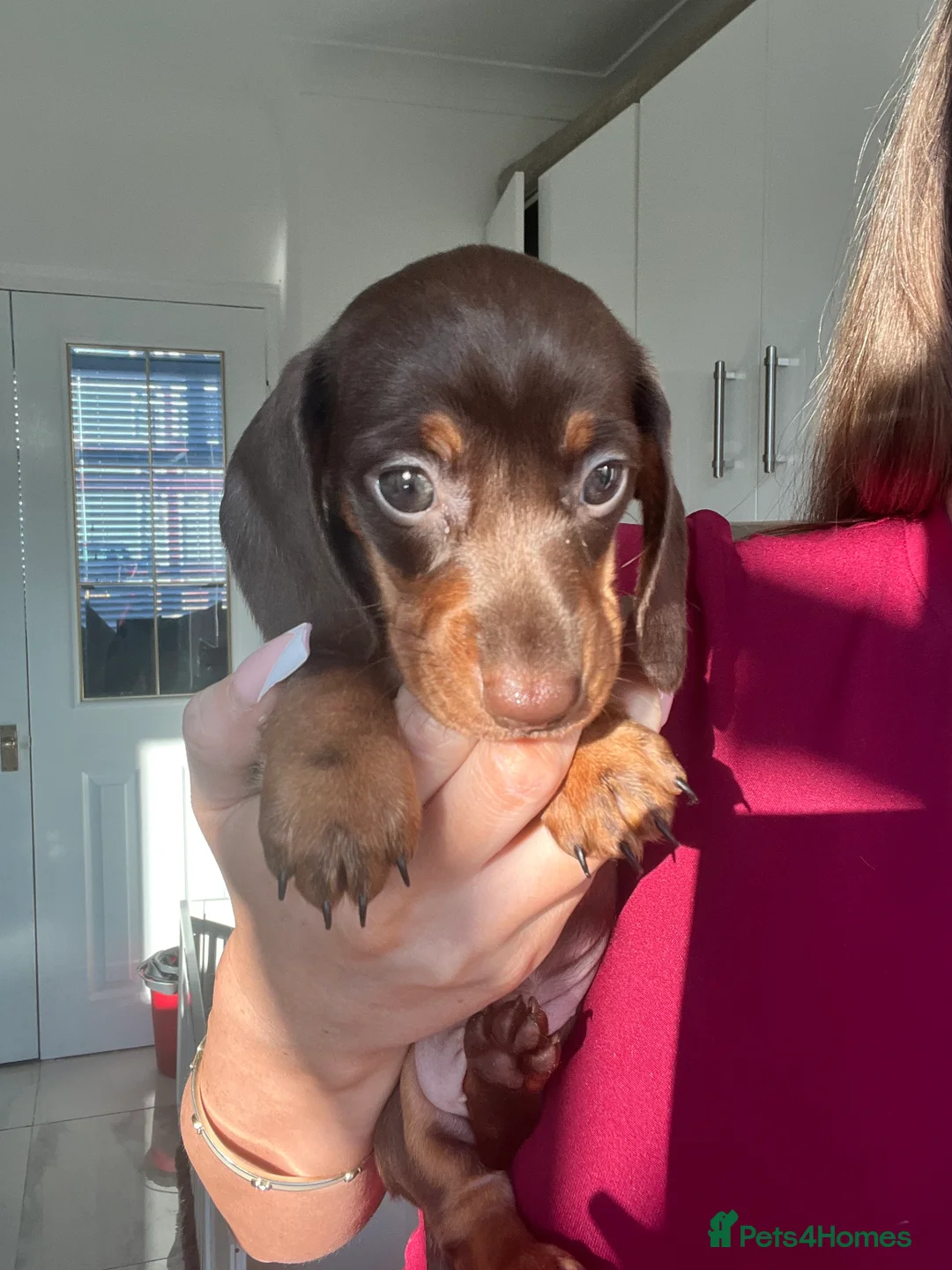 Miniature Dachshund dogs for sale: Choc / tan mini dachshund  - Advert 1