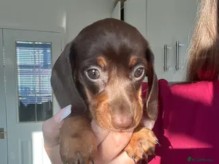 Miniature Dachshund dogs Choc / tan mini dachshund - Advert 14
