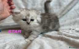 Persian cats for sale: **LAST ONE** Stunning pure Persian Kittens PKD Neg - Image 13
