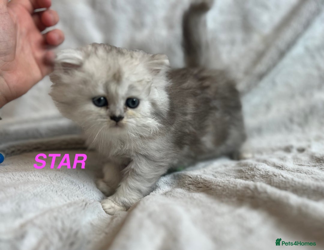 Persian cats for sale: **LAST ONE** Stunning pure Persian Kittens PKD Neg - Image 13