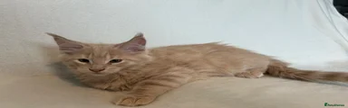 Maine Coon 3