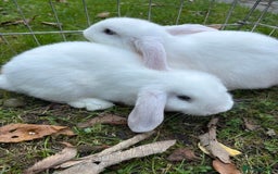 Mini Lop rabbits for sale: Mini Lop Male Twins Ready Now - Image 4