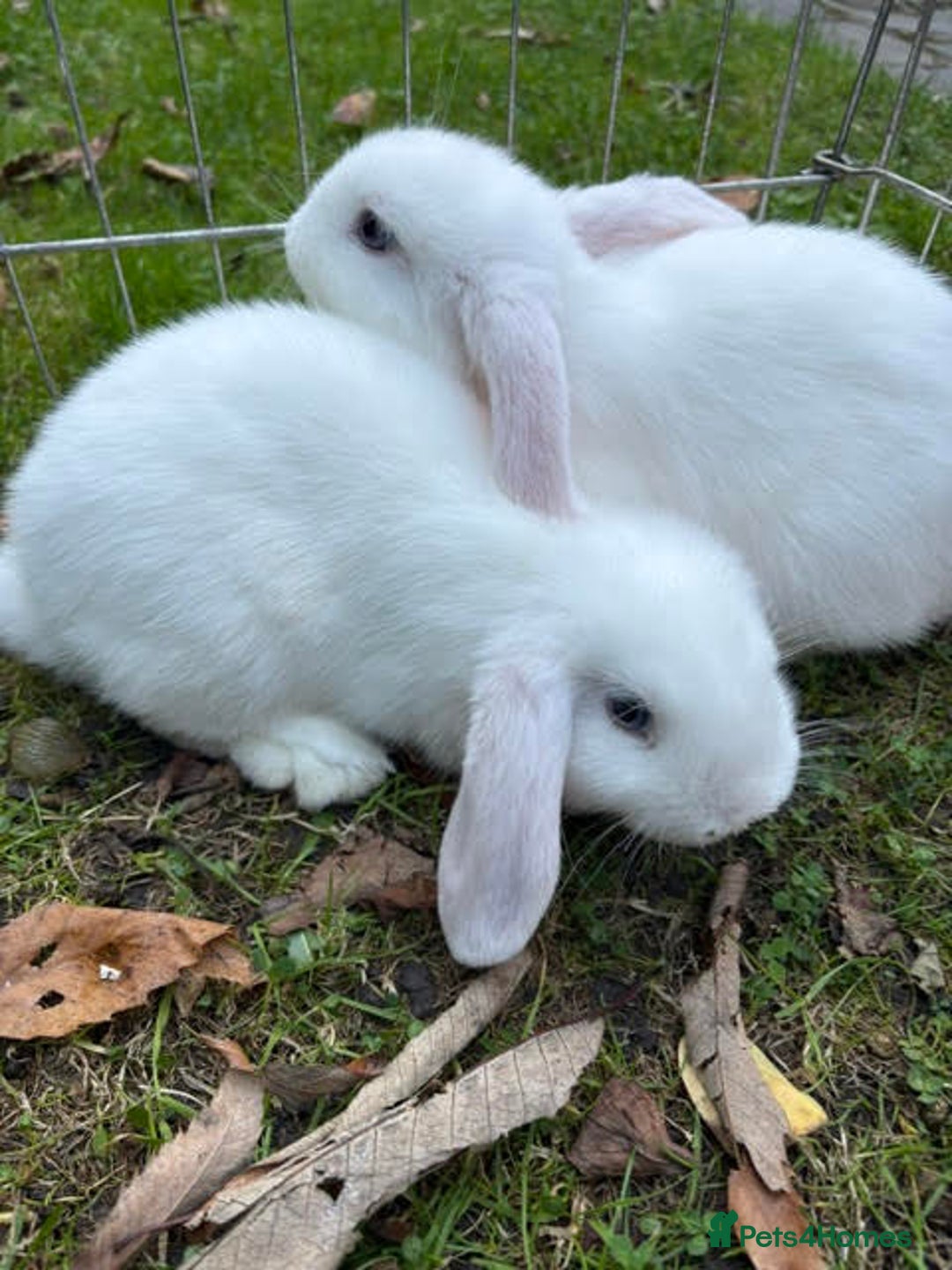 Mini Lop rabbits for sale: Mini Lop Male Twins Ready Now - Image 4