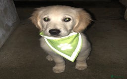 Golden Retriever dogs for stud: Beautiful golden retriever for stud  - Image 12