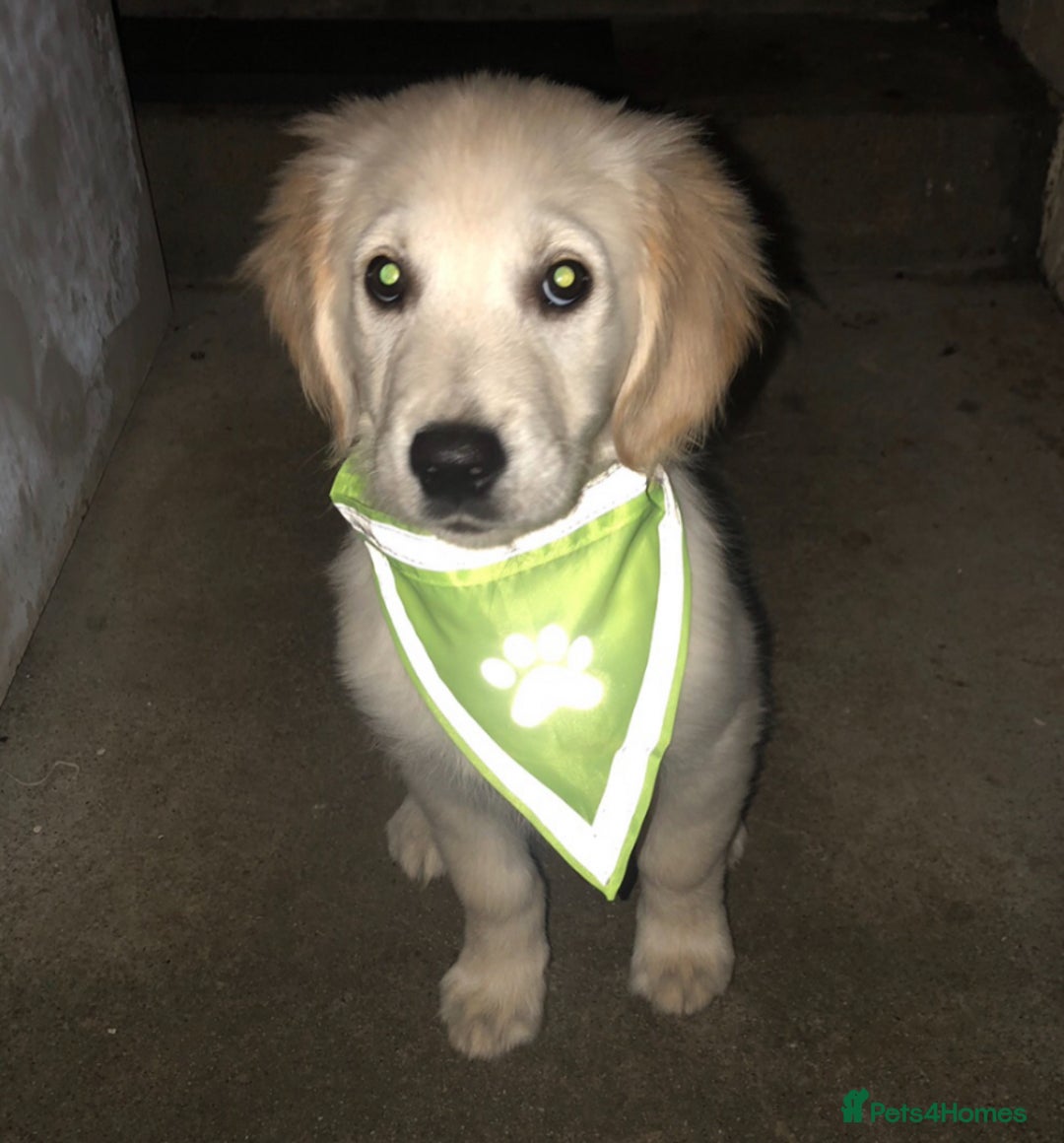 Golden Retriever dogs for stud: Beautiful golden retriever for stud  - Image 12